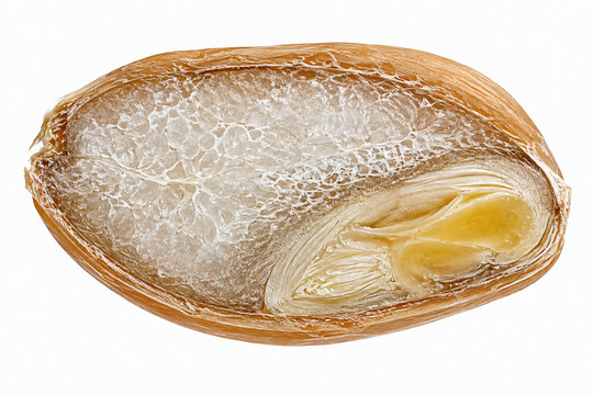 Detailed close-up of a cereal grain kernel in longitudinal section showing the outer husk, starchy endosperm and embryo