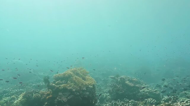 Tiny silver fish dance through sparkling turquoise Pacific waters, weaving around ancient coral in this serene, sunlit underwater sanctuary.