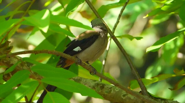 Grey Treepie Calling While Perched on Walnut Tree Branch in India