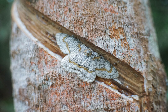 A white butterfly camouflaged on a tree.