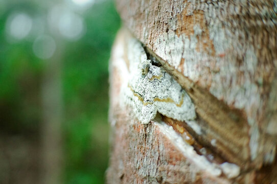 A white butterfly camouflaged on a tree.