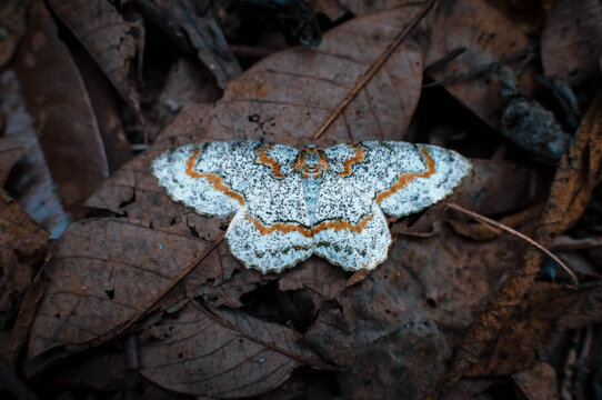 A white butterfly among the fallen dry leaves