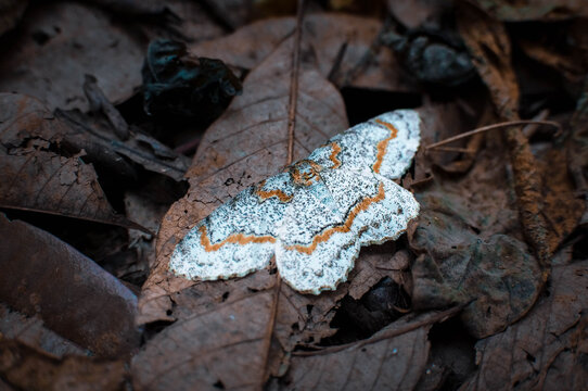 A white butterfly among the fallen dry leaves