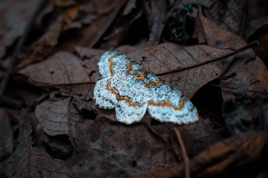 A white butterfly among the fallen dry leaves