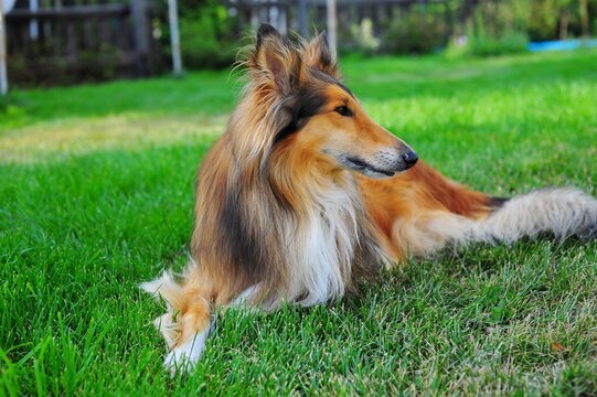 border collie dog
