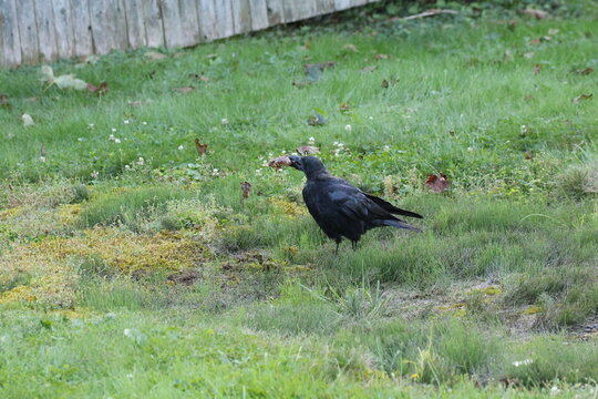 crow with trash in mouth 