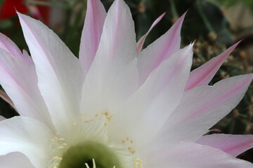 Beautiful cactus flower blooming on windowsill © Kybele