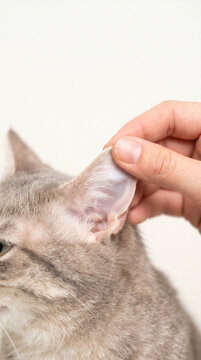 Close up of a human hand examining the ear of a grey tabby cat for health inspection