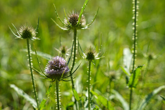 Flowering thistle close-up view