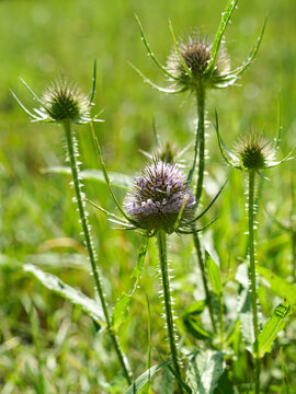 Flowering thistle plant on meadow close-up view