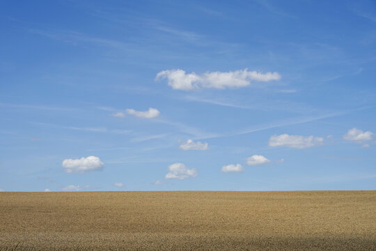Empty grainfield with blue sky and small clouds panorama view