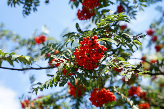 Rowan berry ripe fruits on tree close-up view (Sorbus aucuparia)