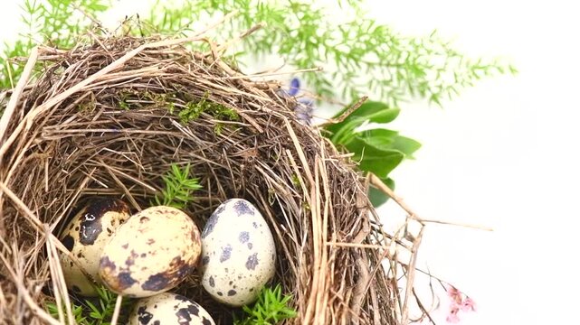 Easter eggs and spring flowers in nest  isolated on white background. Beautiful quail eggs in a real birds nest decorated with flowers. Spring Holidays border art design, rotating. Top view 
