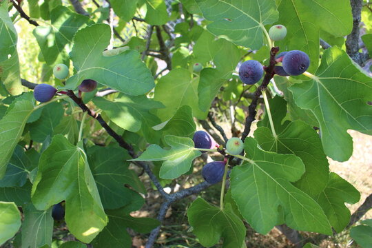 Figues (violettes) m&ucirc;res sur un figuier