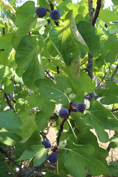 Branche de figuier avec des figues (violettes) m&ucirc;res