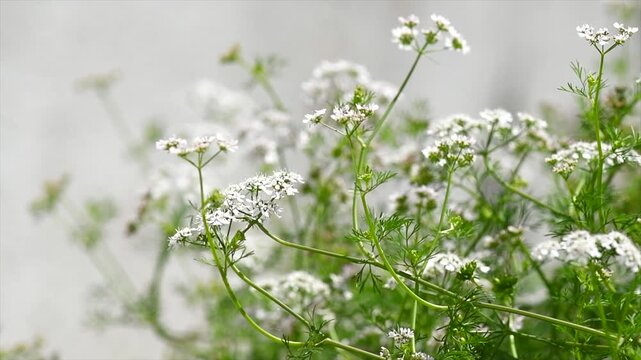 Coriander flowers, blooming Coriandrum, growing cilantro, flowers and seeds close up. Condiments, seasonings, healthy vegan food. Honey bee working on plant. 