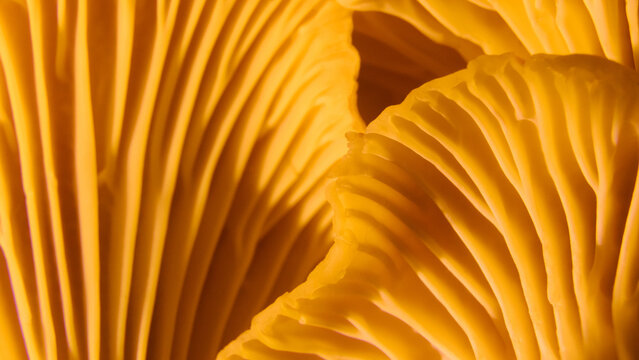 Macro shot of fresh golden chanterelle mushrooms showing intricate gill patterns, healthy organic food, forest harvest, culinary texture, autumn season still life, panoramic banner.