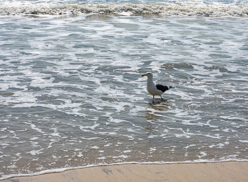 gaivota na praia da Arma&ccedil;&atilde;o em Florian&oacute;polis - SC