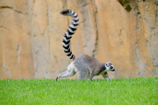 Lemur katta in its natural habitat