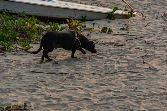 cachorro preto, porte m&eacute;dio passeando na praia