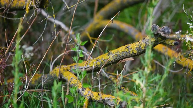 Fallen tree branches covered in yellow lichen rest on the green grassy background
