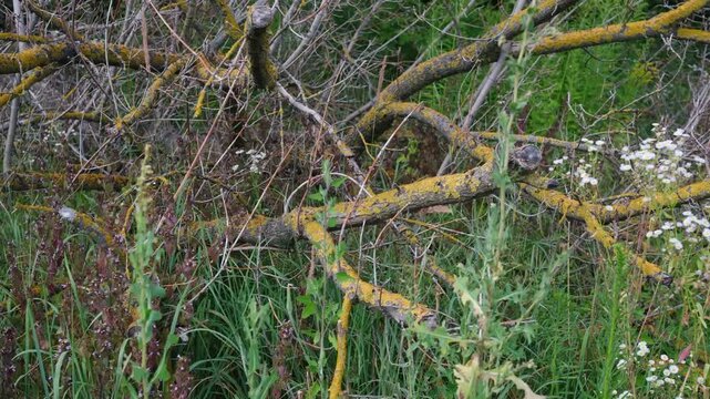 Fallen branches covered in yellow lichen lie among green plants and white wildflowers
