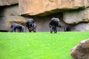 Three gorillas in a cave © Kamil