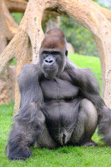 Naklejka premium Gorilla in a zoo enclosure
