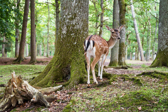 Female fallow deer looking back while standing by a mossy tree in a green summer forest.