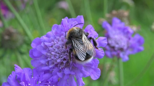 White Tailed Bumblebee (Bombus lucorum) feeding on Scabious 'Pink Mist' flowers, before flying away. August, Kent, UK [Slow motion x10]