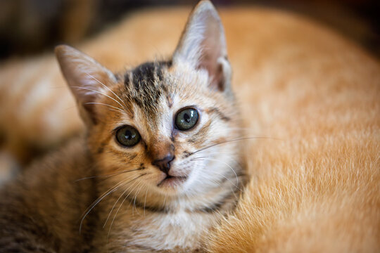 Kitten peeking over a turquoise wooden edge