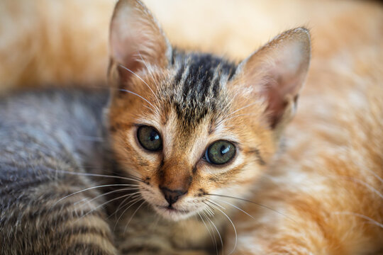 Close-up portrait of a peaceful kitten resting safely on its mother's soft fur