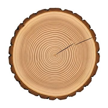 Cross section of a wood log with visible growth rings on a black background