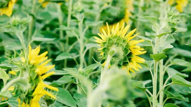 Sunflowers growing in a field with green foliage
