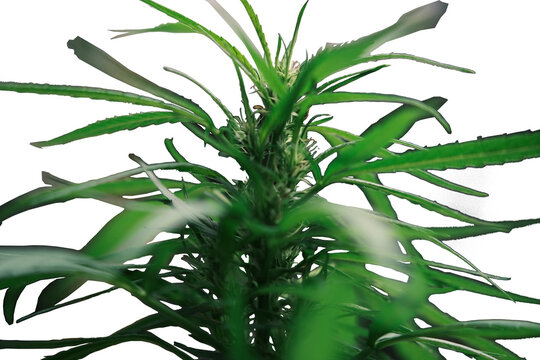 Cannabis macro view showing flowers