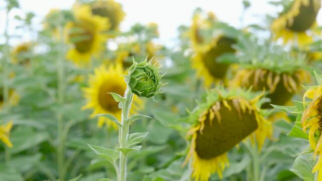 Sunflower bud grows in field with blooming flowers