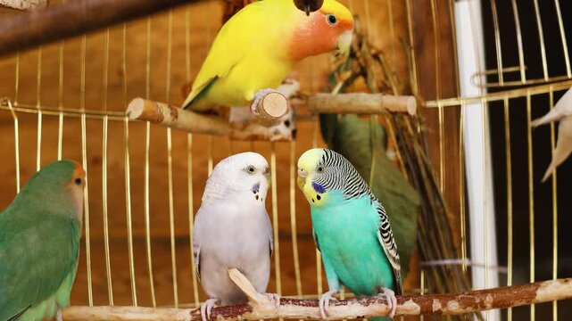 4K slow motion 60fps footage of several beautiful colorful birds, including budgie parakeets and lovebirds, sitting on wooden perches inside a large wire pet cage.