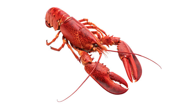 Cooked red lobster or large freshwater crayfish seafood snack isolated on transparent background