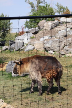 Takin standing in a rocky green habitat behind a wire enclosure fence.