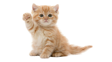 Fluffy ginger kitten waving paw, isolated on transparent background © STUDIOP