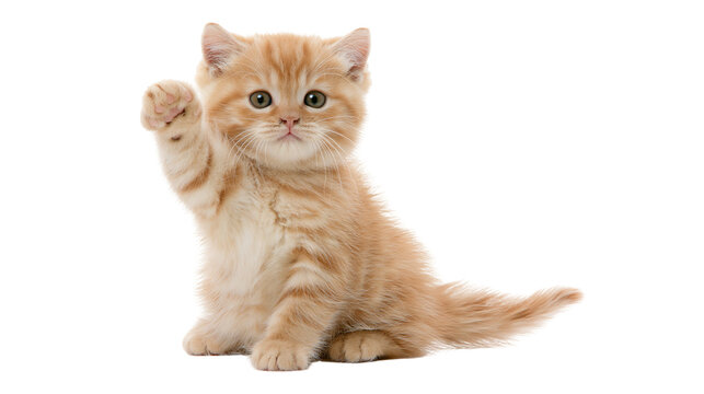 Fluffy ginger kitten waving paw, isolated on transparent background