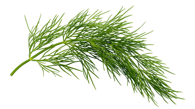 Fresh green dill herb sprig with delicate feathery leaves, isolated on transparent background