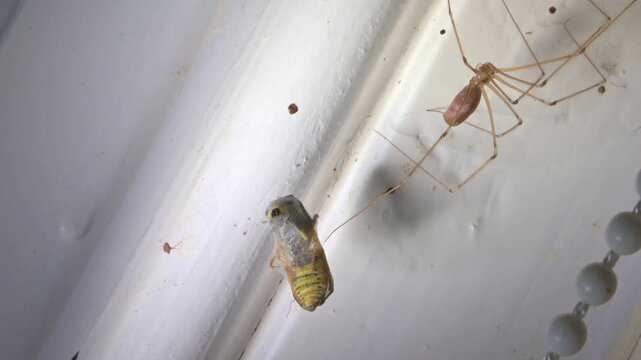 Cellar Spider (Pholcus phalangioides) with a live Wasp wrapped in silk trying to use its jaws andd sting to escape. Indoors, August, Kent, UK [Slow motion x5]	