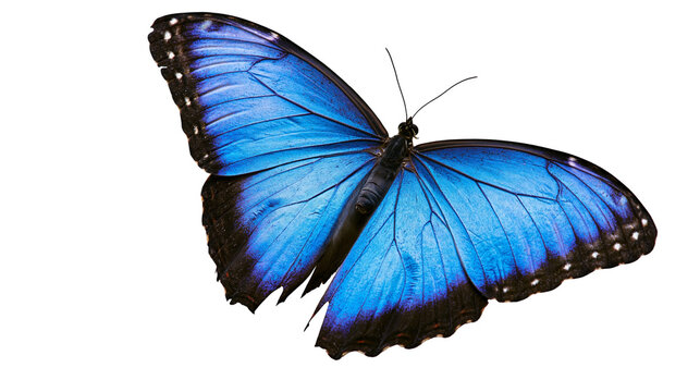 Vibrant blue morpho butterfly with black wing edges, isolated on transparent background