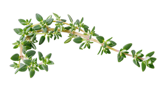 Fresh green thyme sprig with tiny leaves, isolated on transparent background