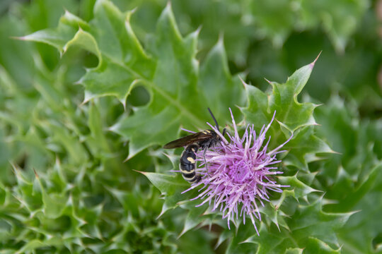 Wasp Pollinating Purple Thistle Flower Among Fresh Spiky Green Leaves in Summer Sunlight