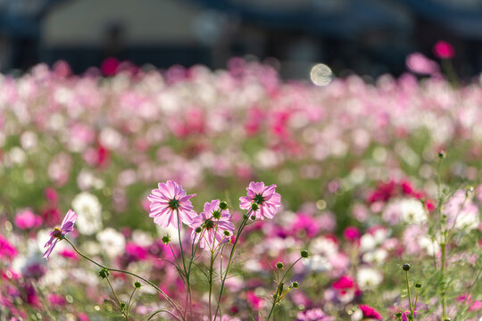 Blooming Pink Cosmos Flowers Field in Autumn Sunshine with Beautiful Soft Bokeh Background