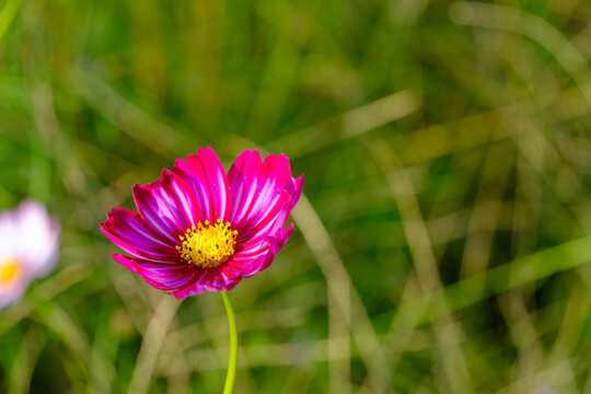 Beautiful Vibrant Pink Cosmos Flower Blooming in Autumn Sunshine with Soft Green Blurred Bokeh Background