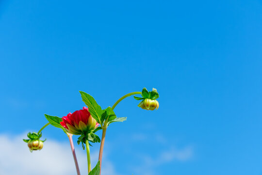 Vibrant Red Dahlia Flower and Fresh Green Buds Reaching Towards Clear Blue Sky in Summer Sunshine