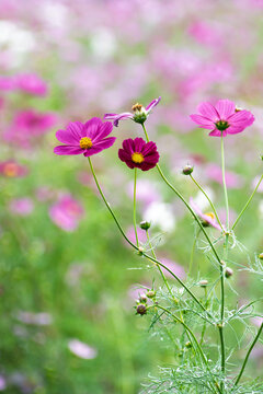Beautiful Vibrant Pink Cosmos Flowers Blooming in Autumn Sunshine with Soft Green Blurred Bokeh Background